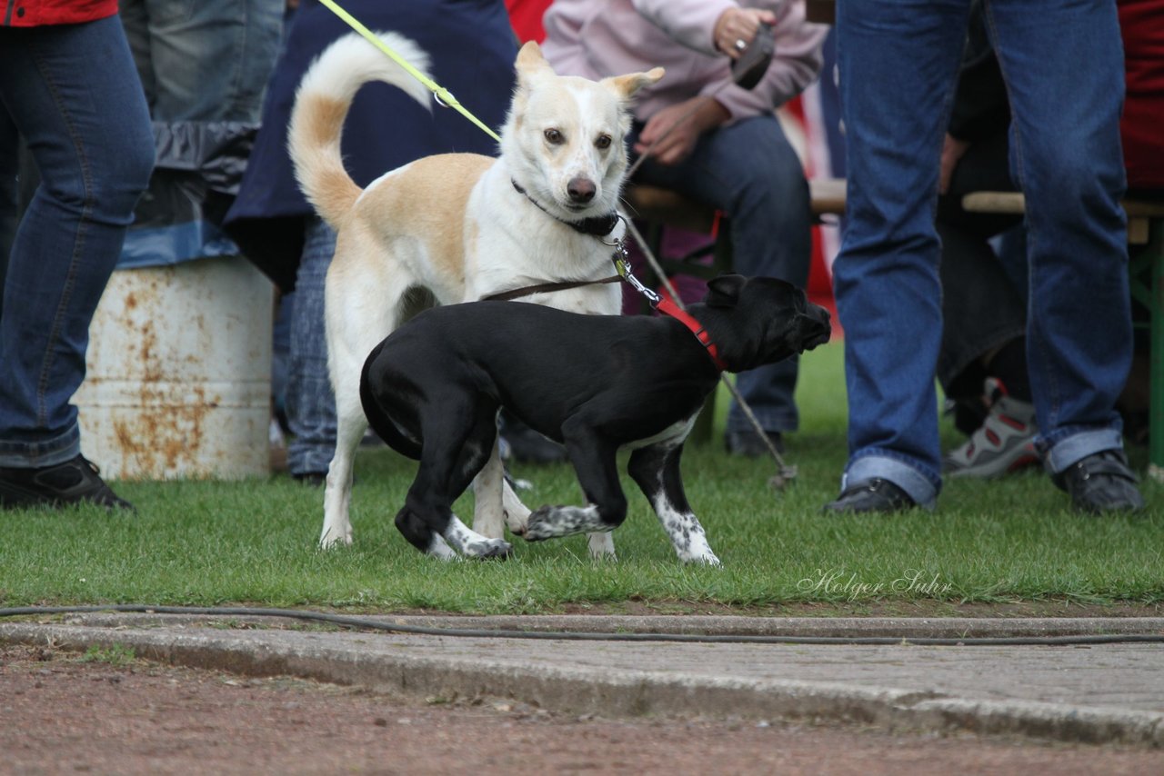Bild 272 - Vogelschießen 2011